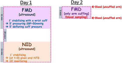 Comodulation of NO-Dependent Vasodilation by Erythroid Band 3 and Hemoglobin: A GP.Mur Athlete Study